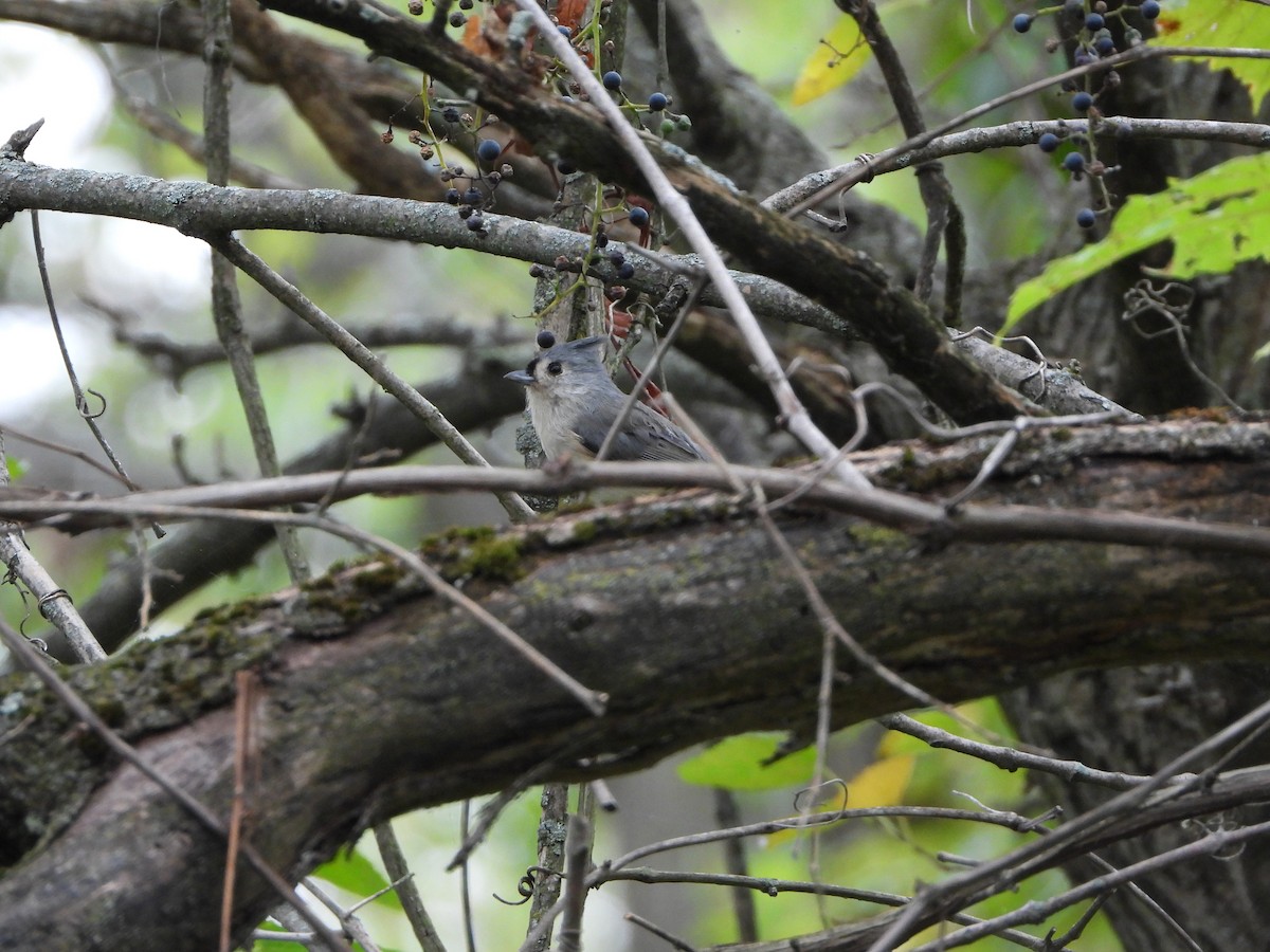 Tufted Titmouse - ML624199458