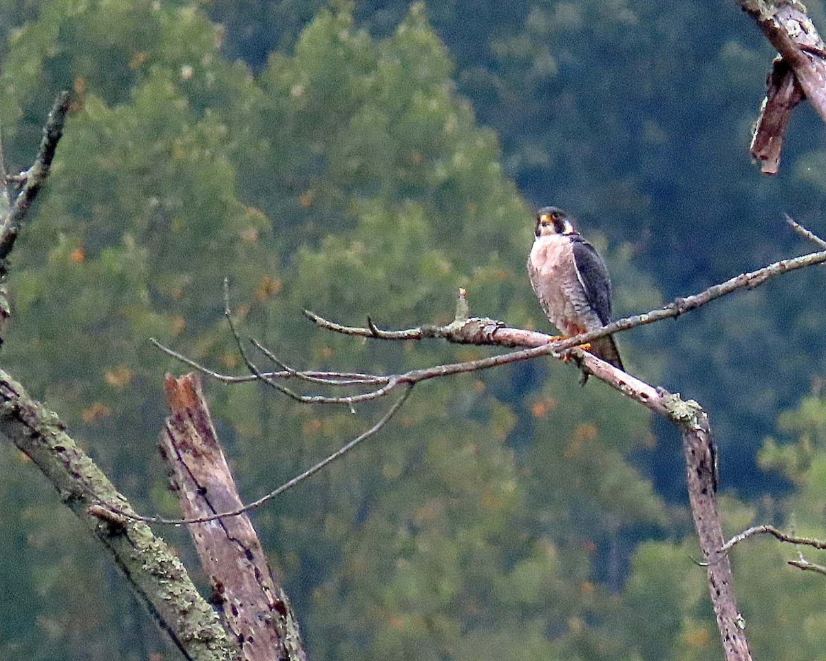 Peregrine Falcon - ML624199461