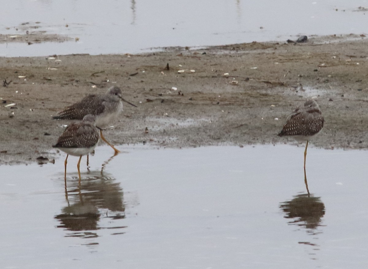 Lesser/Greater Yellowlegs - ML624199467