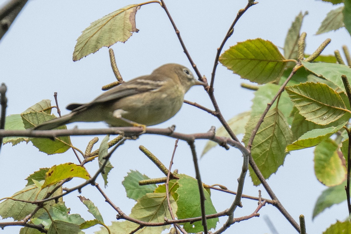 Pine Warbler - ML624199469