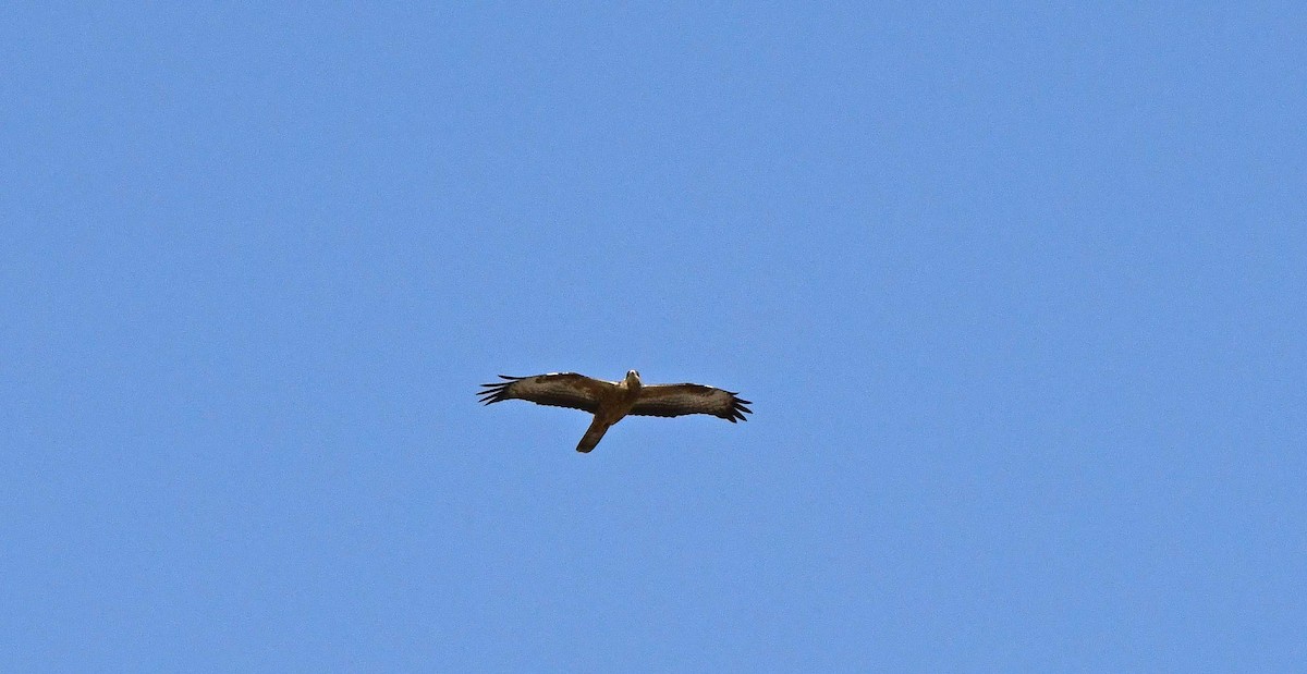 European Honey-buzzard - ML624199471