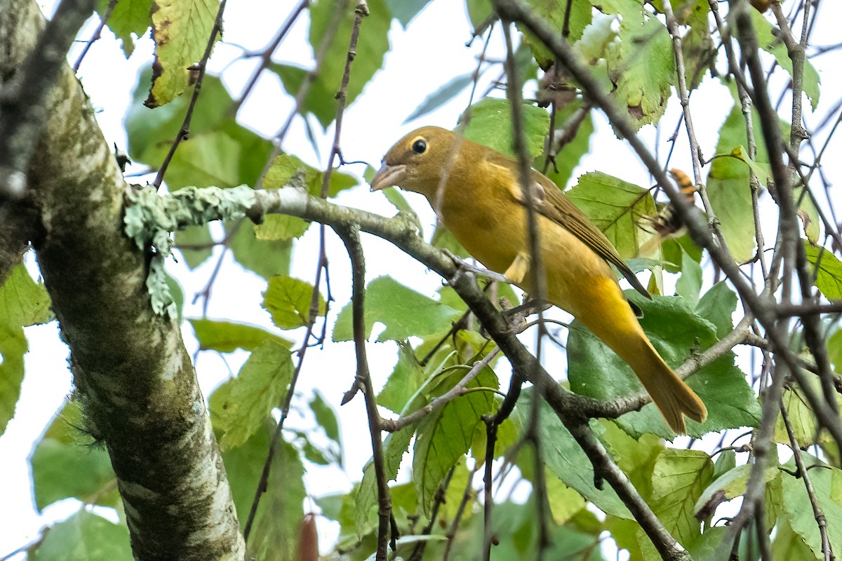 Summer Tanager - ML624199472