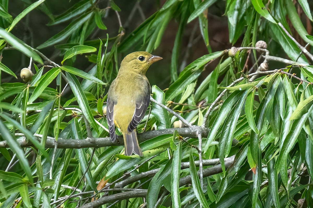 Scarlet Tanager - ML624199475