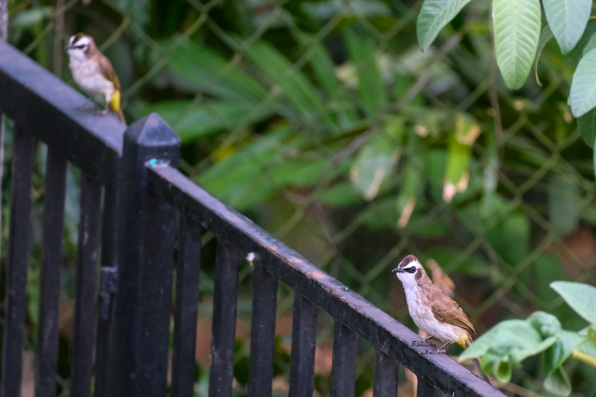 Yellow-vented Bulbul - ML624199478