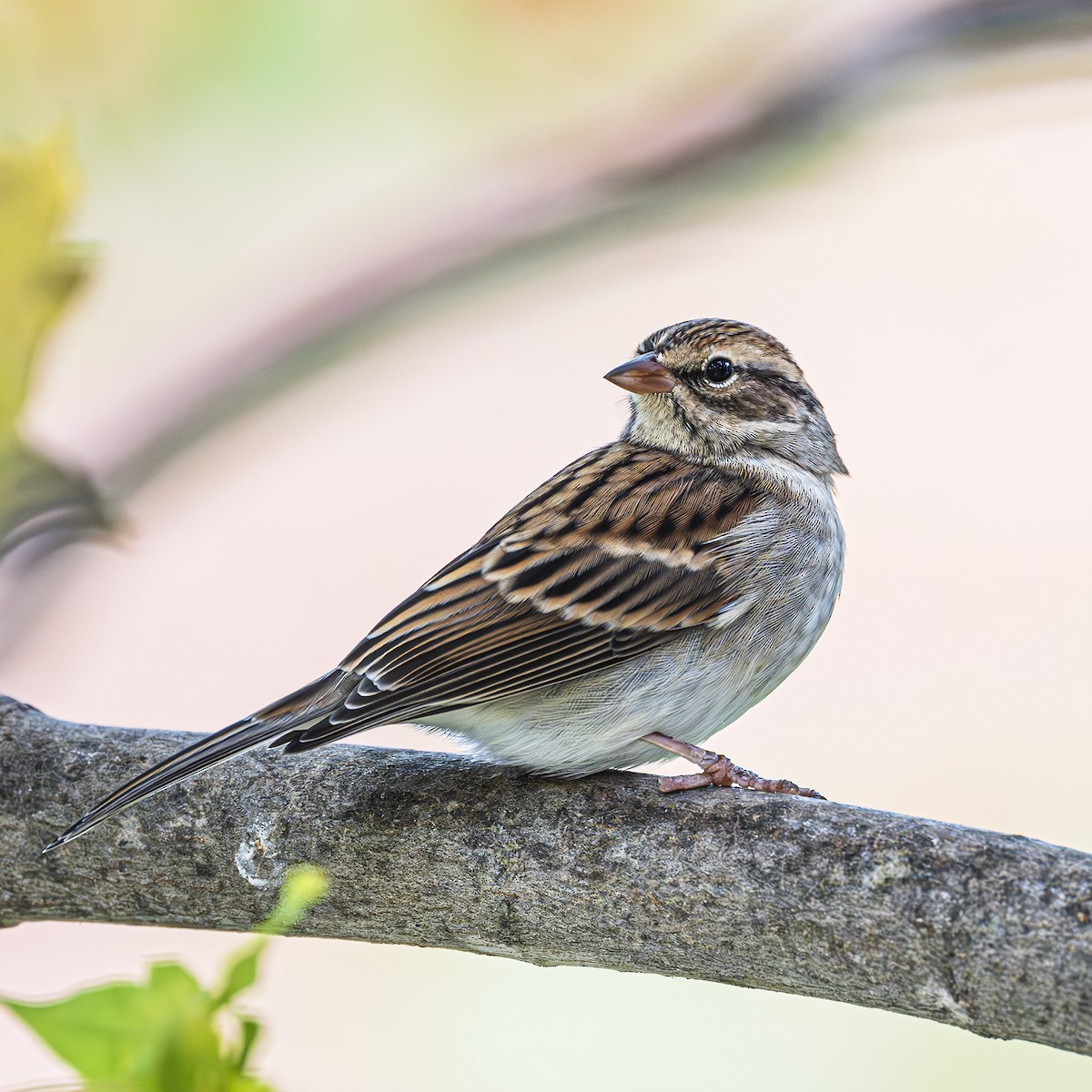 Chipping Sparrow - ML624199479