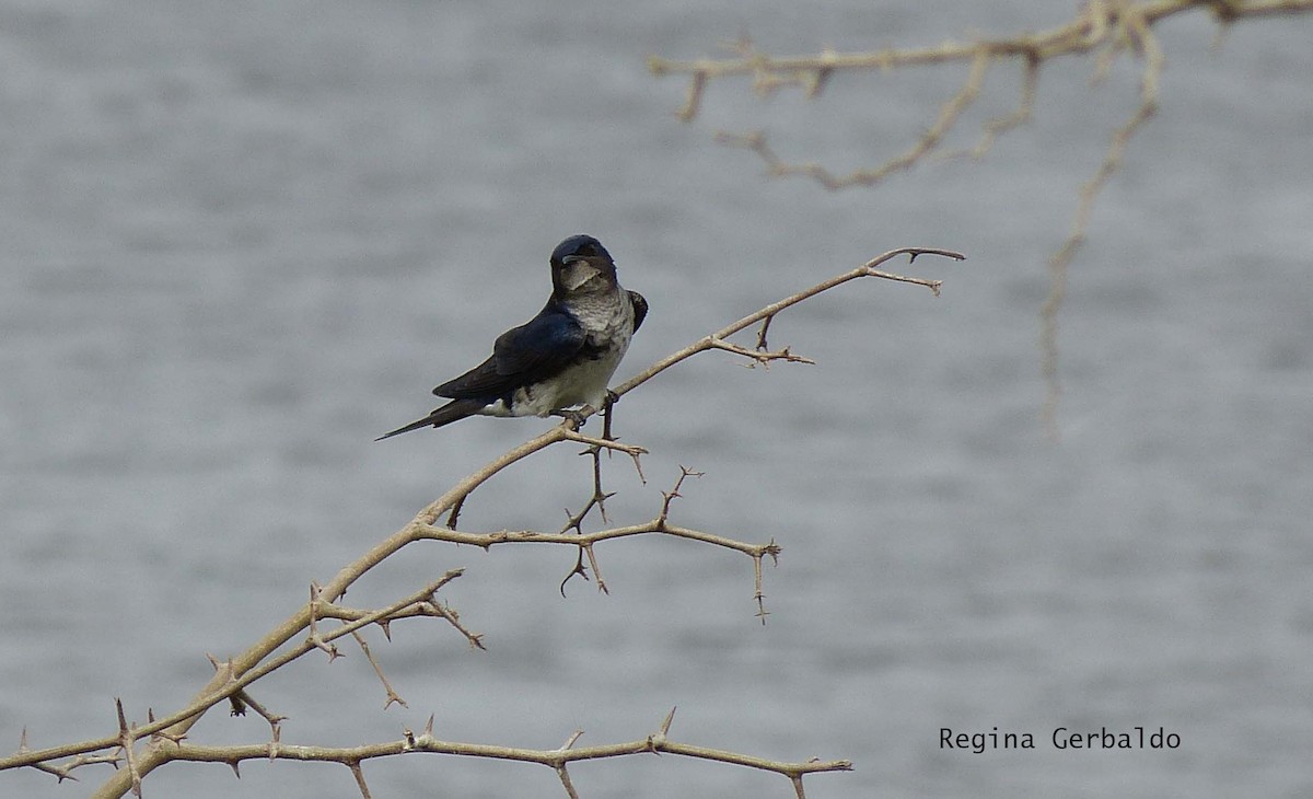 Gray-breasted Martin - regina gerbaldo