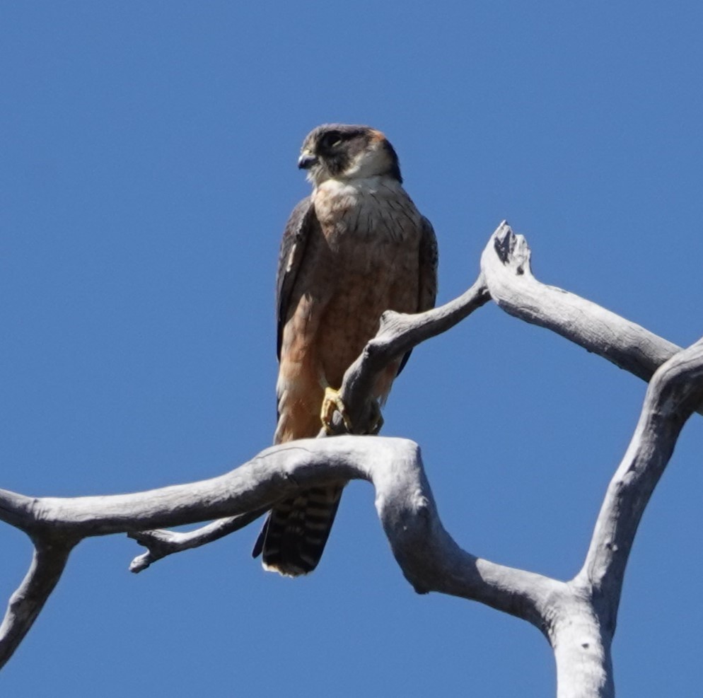 Australian Hobby - ML624199482