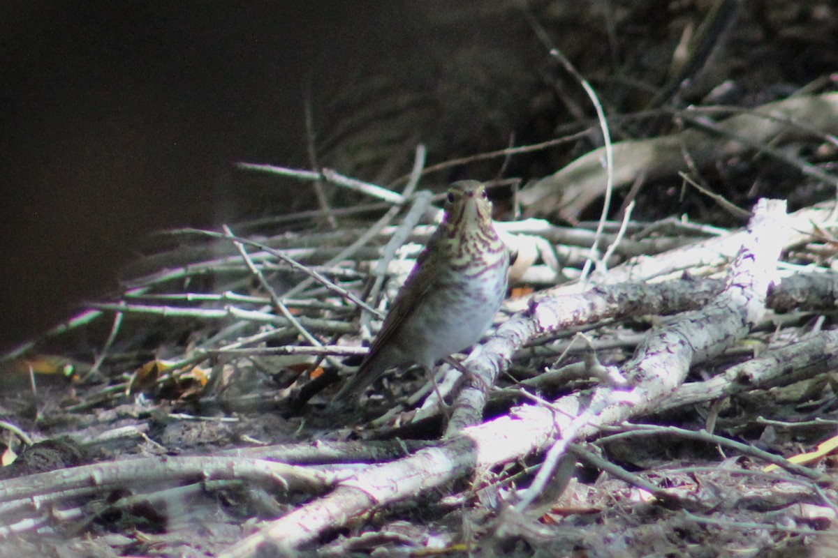 Swainson's Thrush - ML624199488