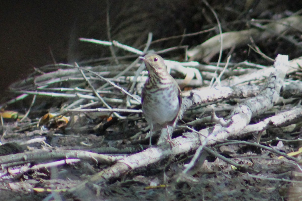 Swainson's Thrush - Adair Bock