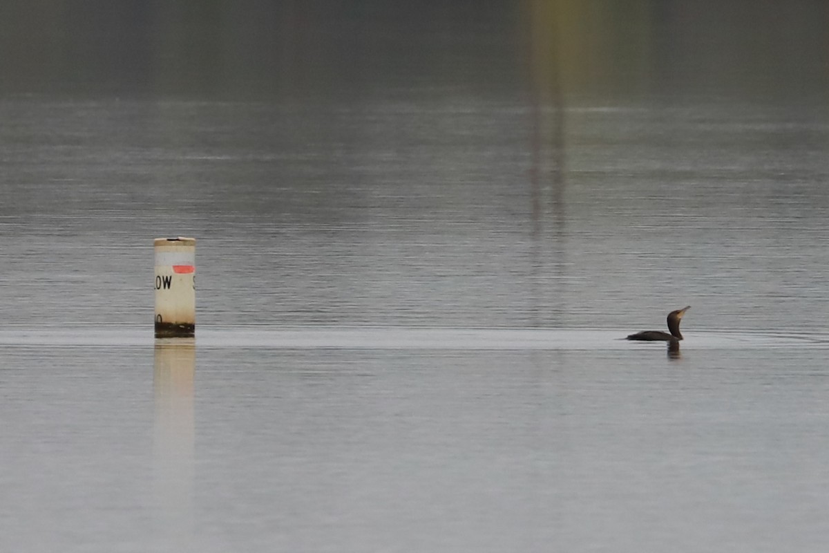 Double-crested Cormorant - ML624199490