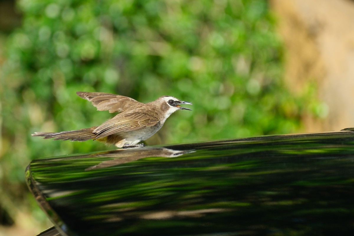 Yellow-vented Bulbul - Bea Monica Reyes