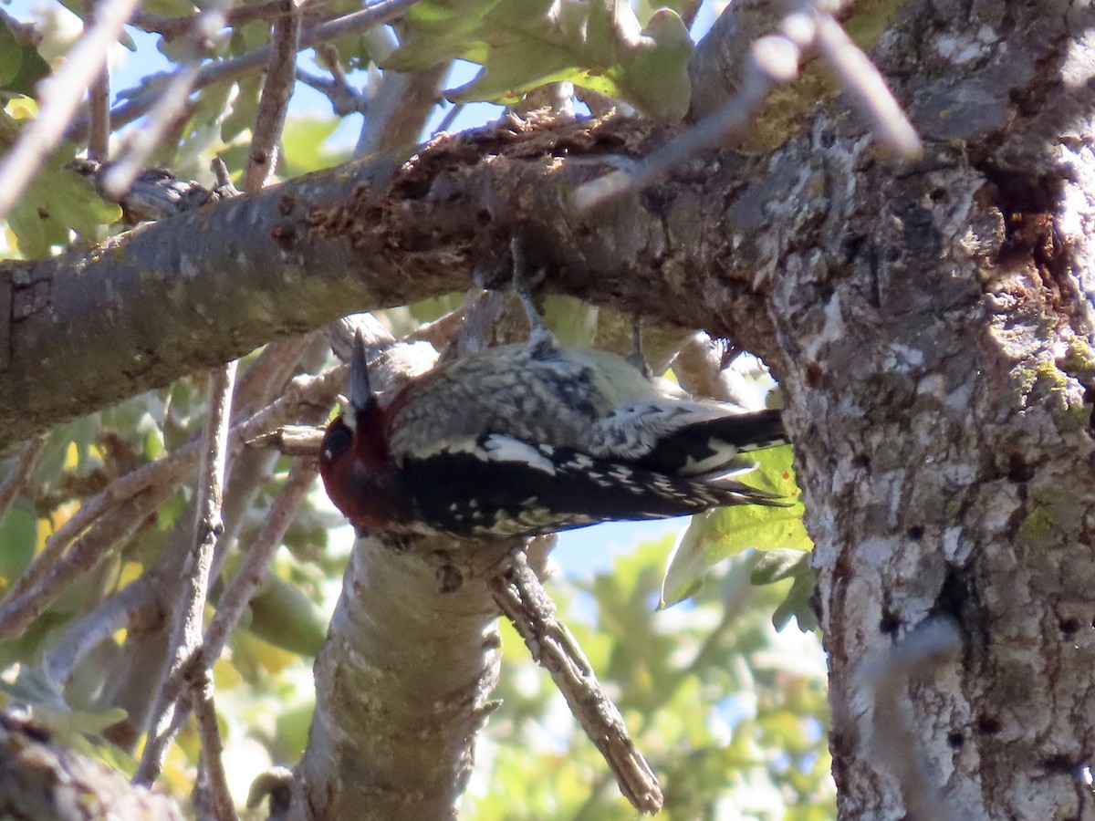 Red-breasted Sapsucker - ML624199492