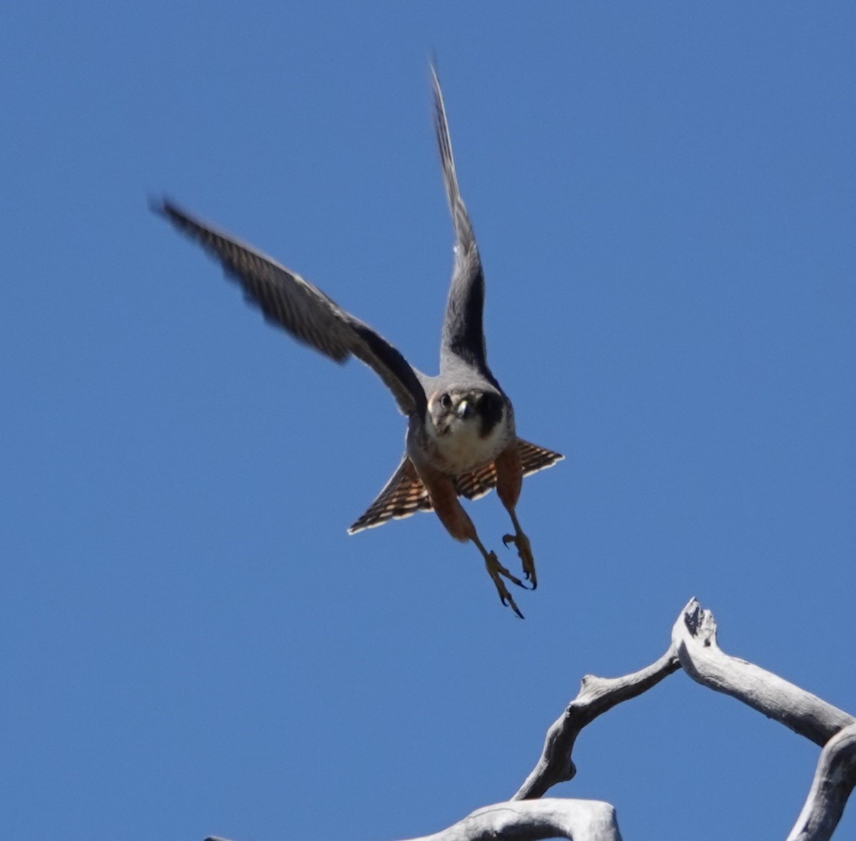 Australian Hobby - ML624199493