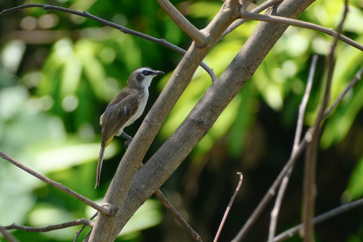 Yellow-vented Bulbul - ML624199496