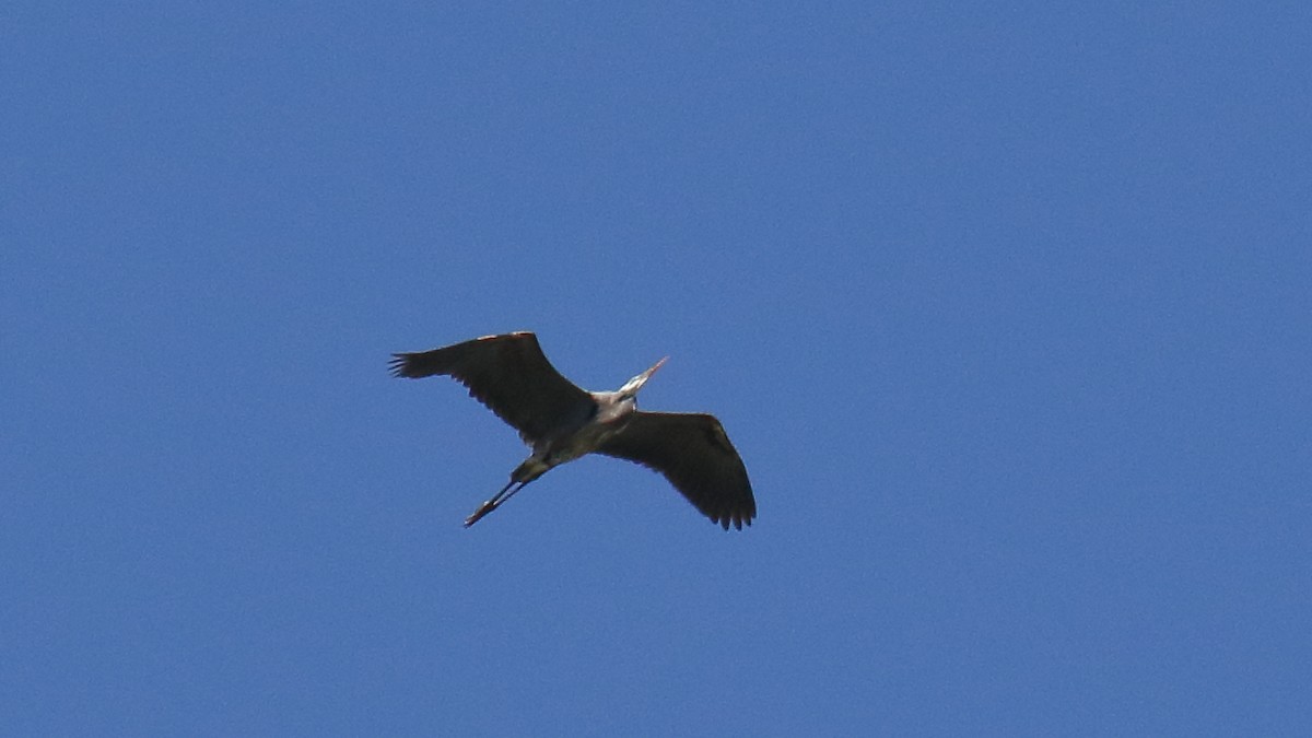 Great Blue Heron - ML624199497