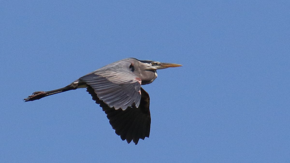 Garza Azulada - ML624199498