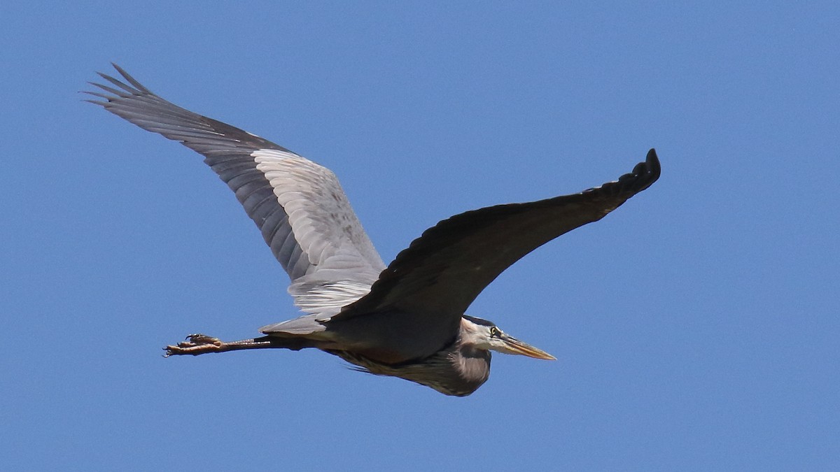 Great Blue Heron - ML624199499