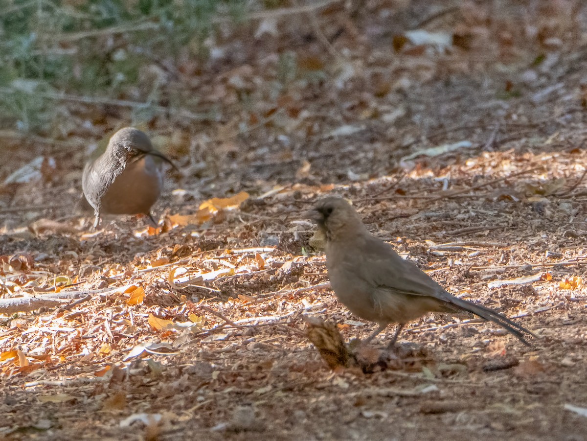 Abert's Towhee - ML624199501