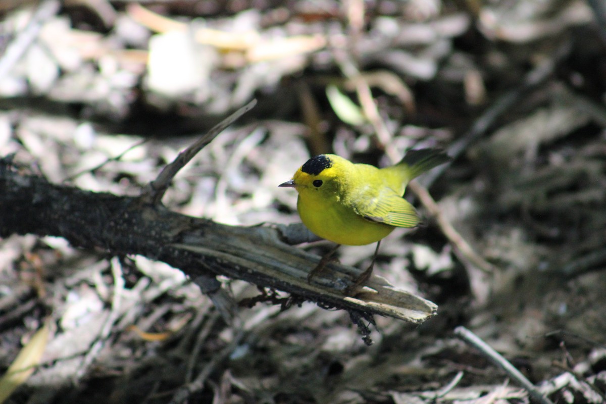 Wilson's Warbler - ML624199504