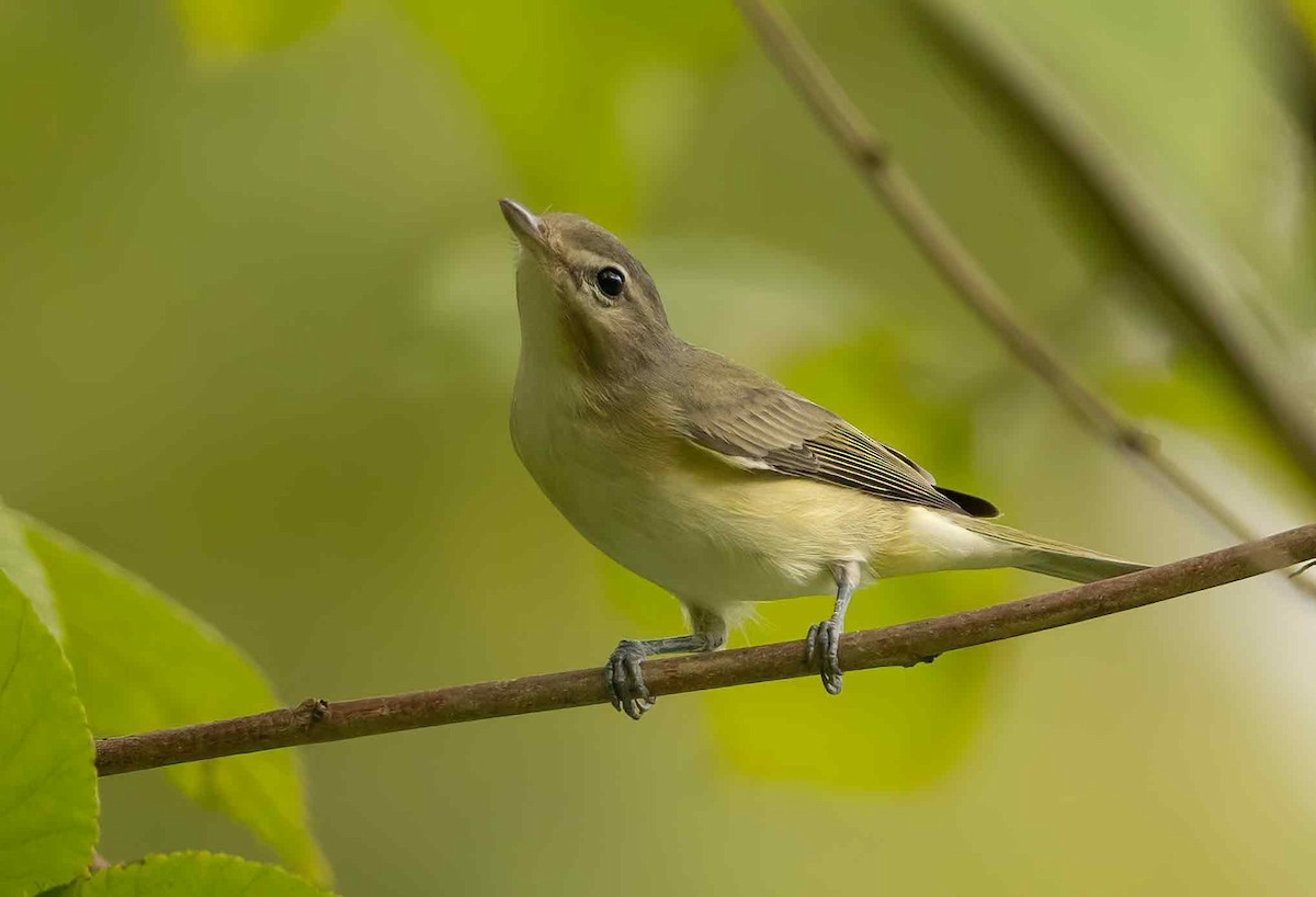 Ötücü Vireo - ML624199506