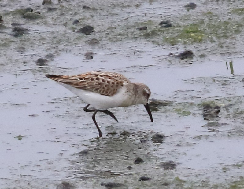 tanımsız Calidris sp. - ML624199510