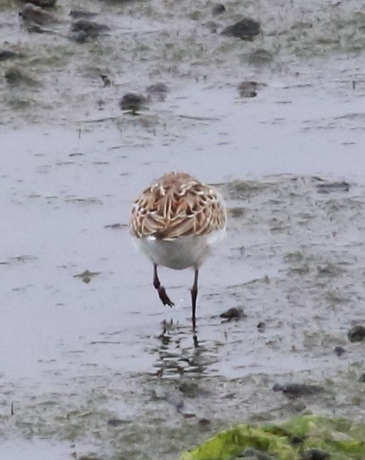 tanımsız Calidris sp. - ML624199511