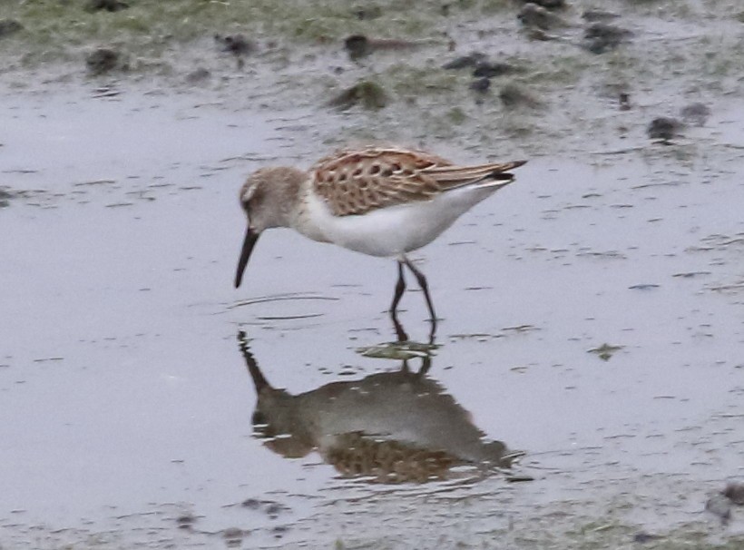 tanımsız Calidris sp. - ML624199512