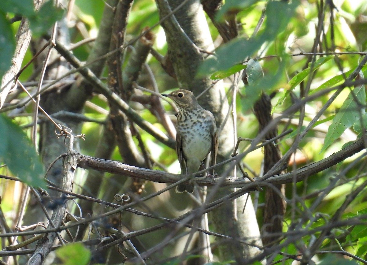 Swainson's Thrush - Elizabeth S