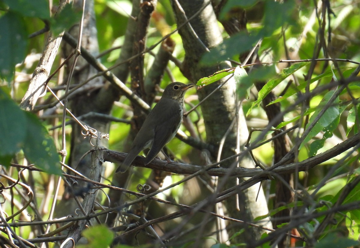 Swainson's Thrush - Elizabeth S