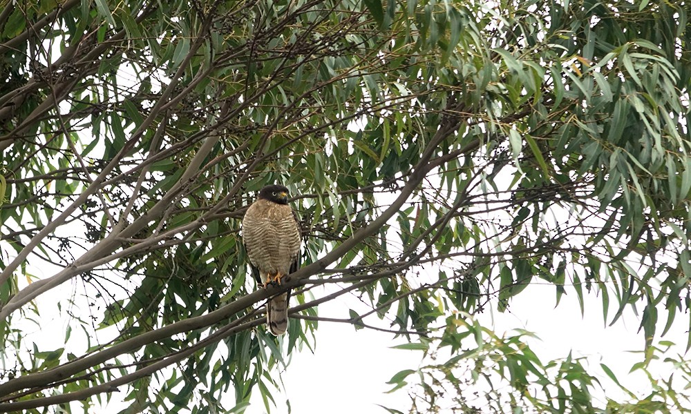 Roadside Hawk - ML624199518