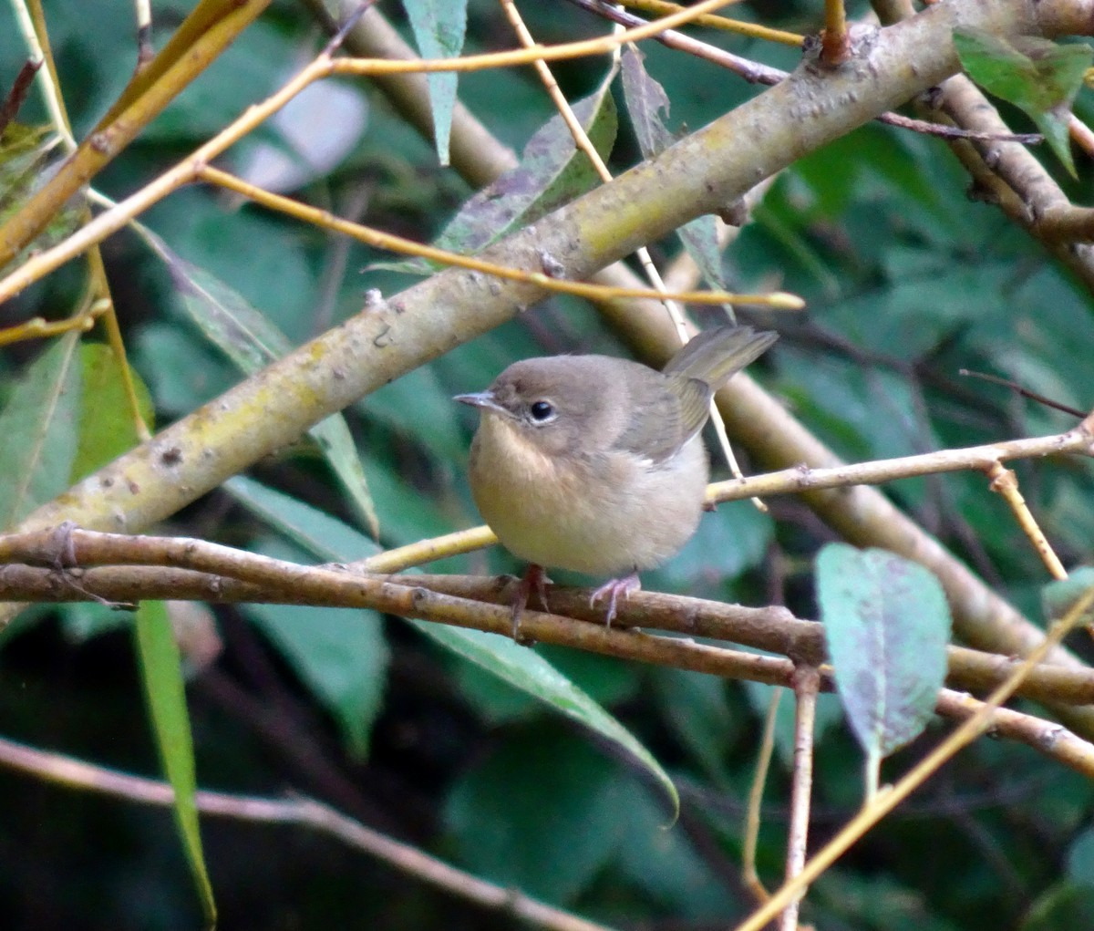 Common Yellowthroat - ML624199520