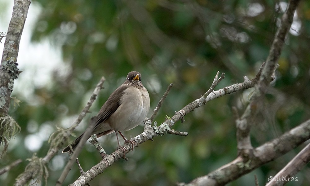 Creamy-bellied Thrush - ML624199528