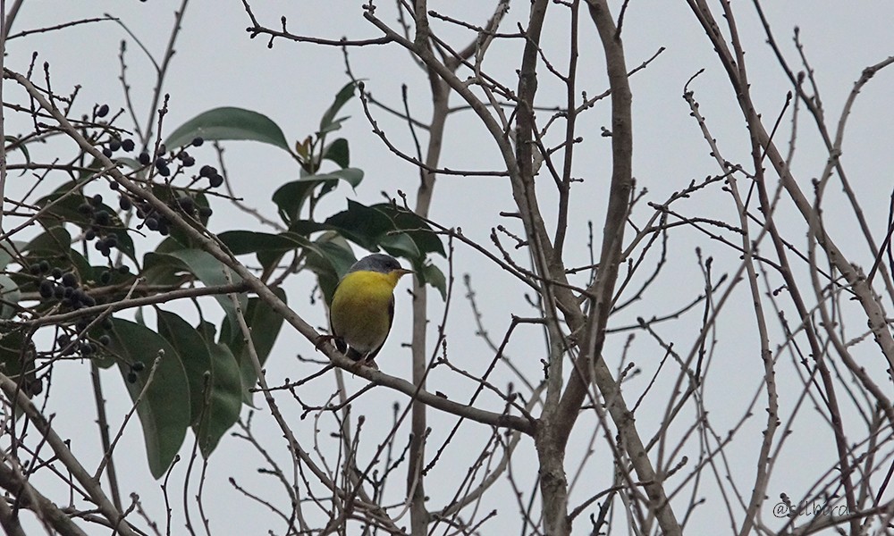 Tropical Parula - ML624199529