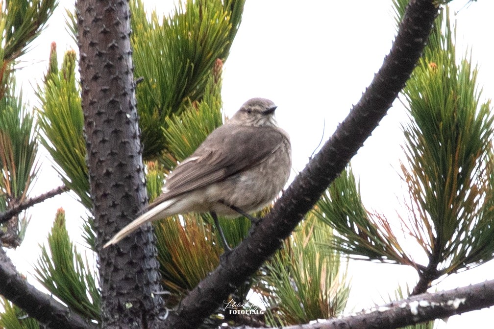 Black-billed Shrike-Tyrant - ML624199530