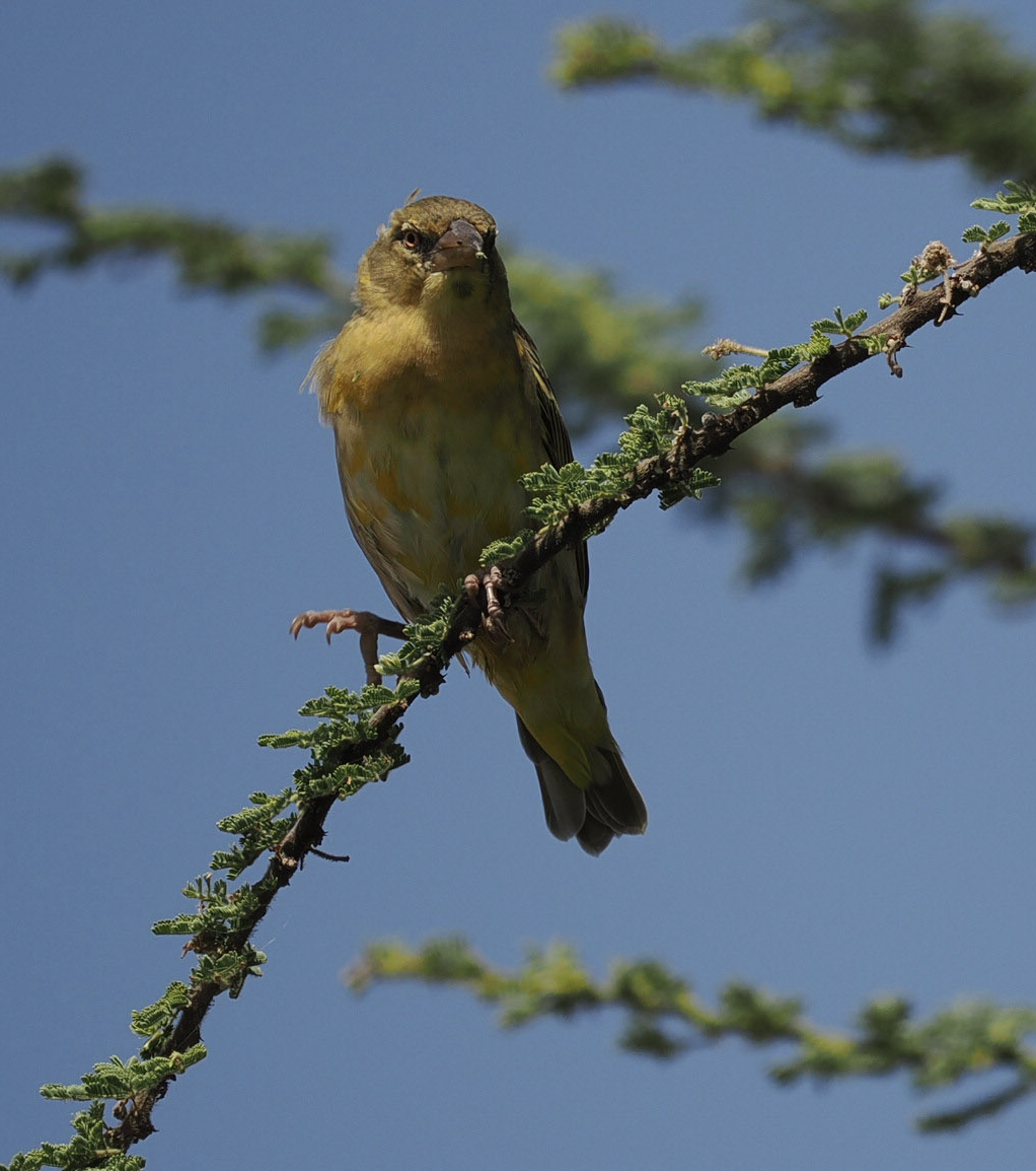 Lesser Masked-Weaver - ML624199531