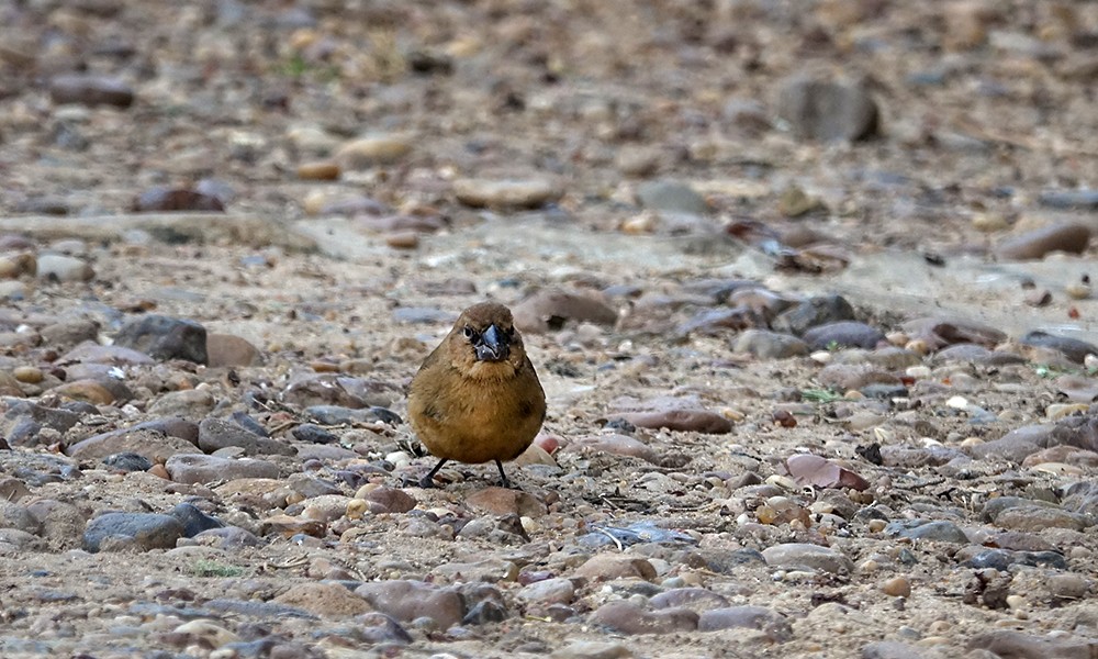 Ultramarine Grosbeak - ML624199532