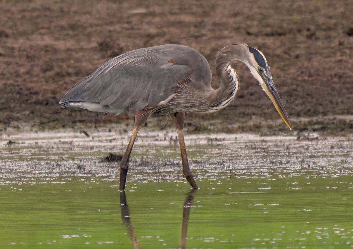 Great Blue Heron - ML624199534