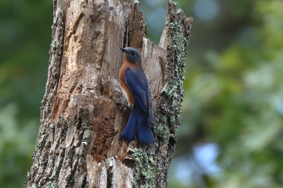 Eastern Bluebird - Mark Gallagher