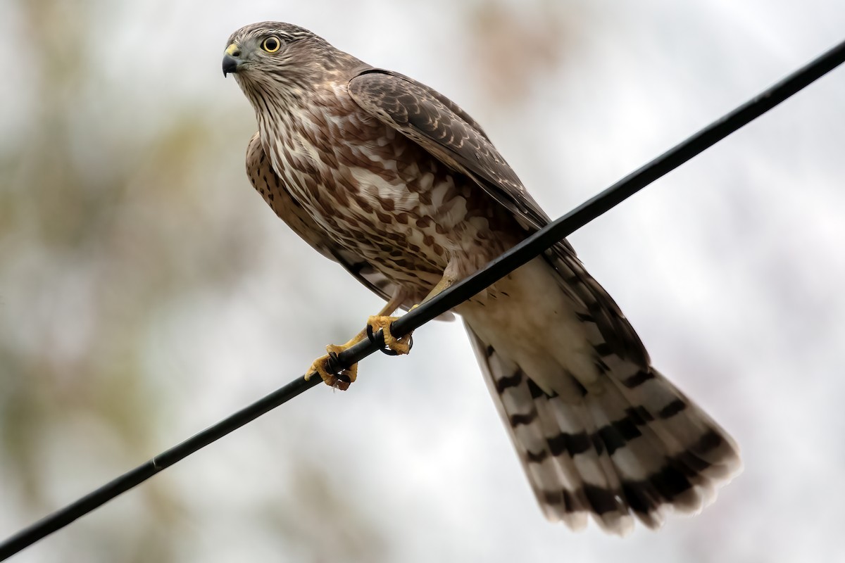 Sharp-shinned Hawk - ML624199538