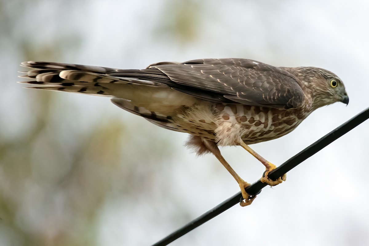 Sharp-shinned Hawk - ML624199539