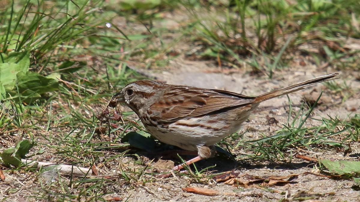 Song Sparrow - ML624199540