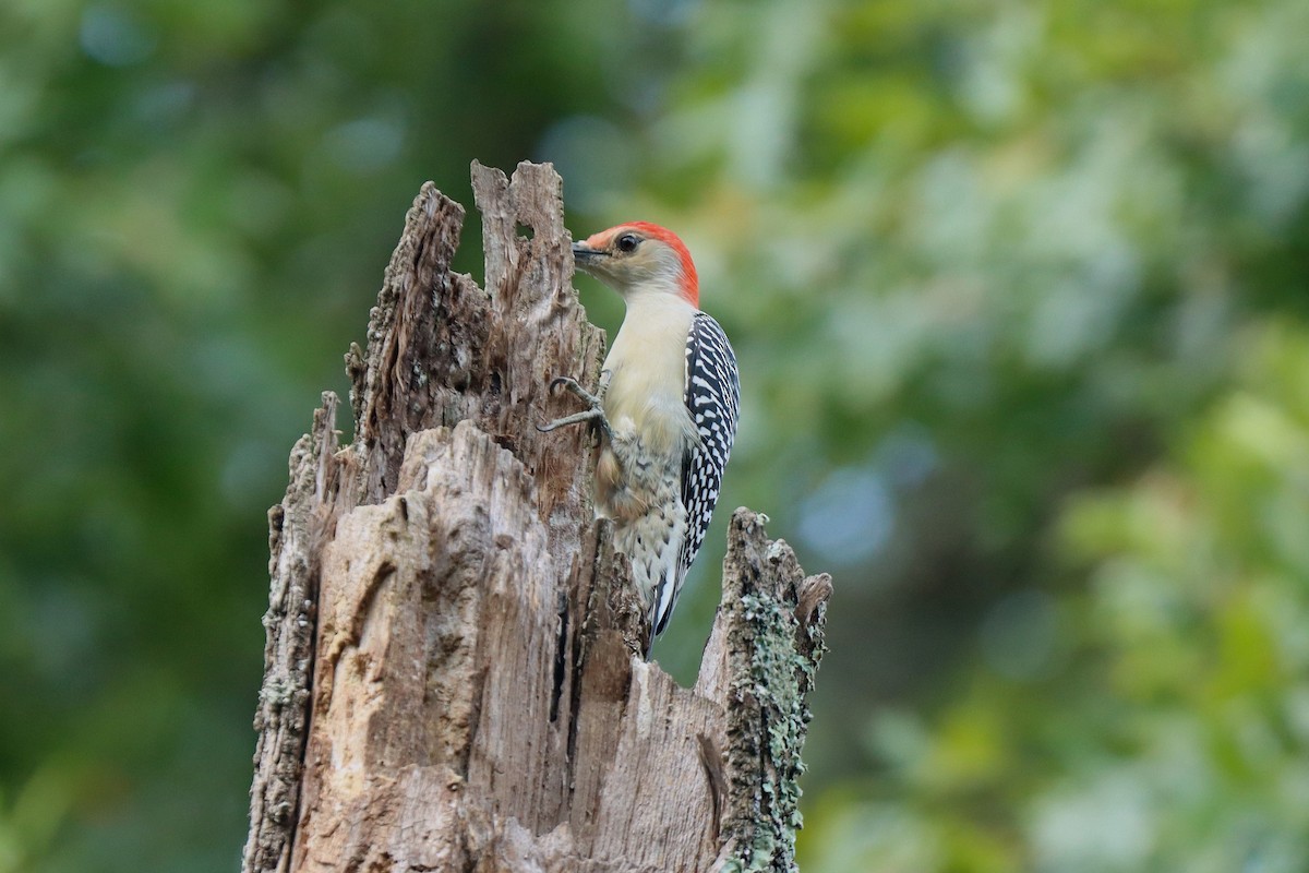 Red-bellied Woodpecker - ML624199541