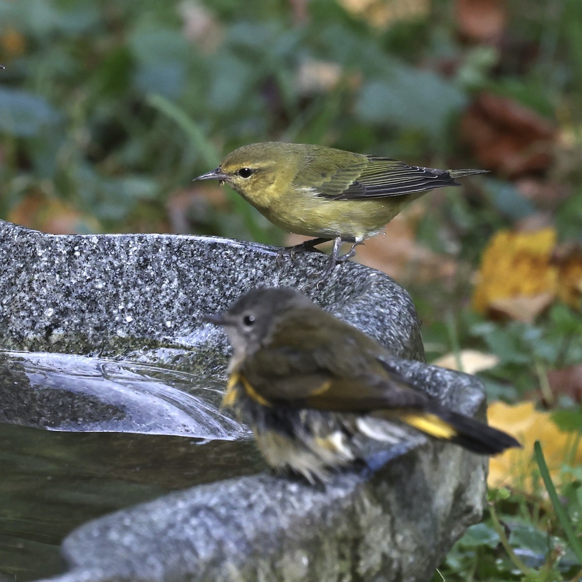 Tennessee Warbler - ML624199542