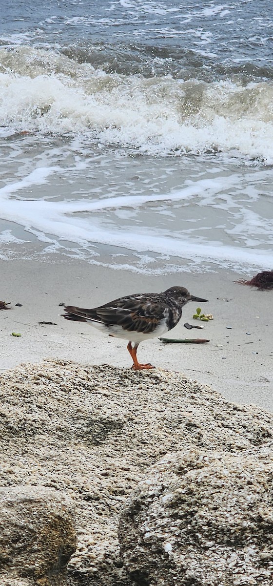 Ruddy Turnstone - ML624199543