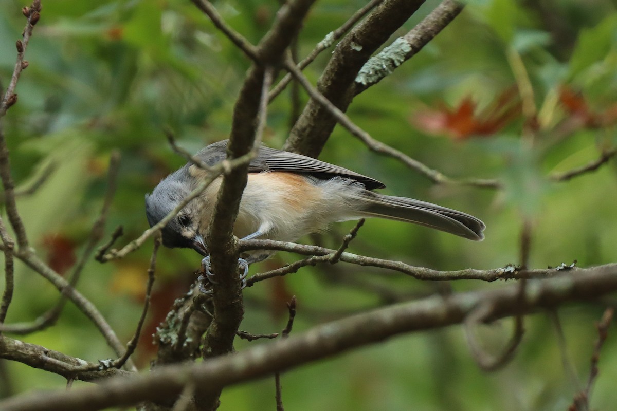 Tufted Titmouse - ML624199544