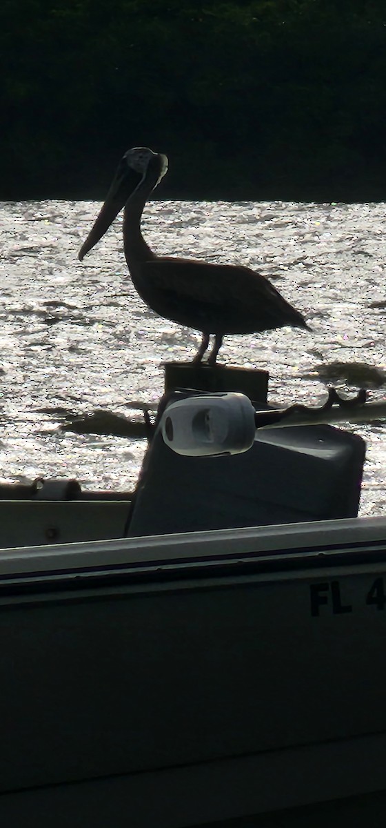 Brown Pelican - ML624199545