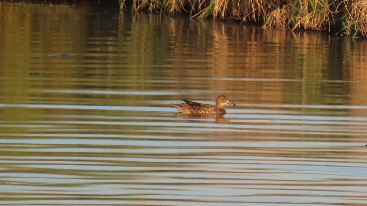 Blue-winged Teal - ML624199546