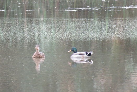 Canard colvert - ML624199549