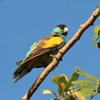 Hooded Parrot - ML624199551