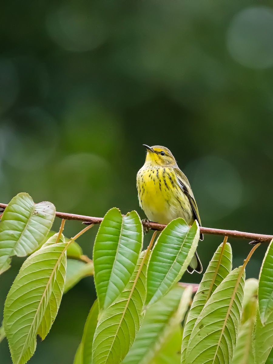 Cape May Warbler - ML624199553